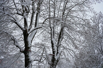 trees in winter