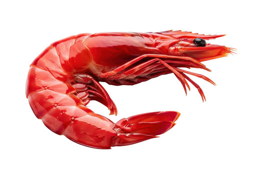 a single raw jumbo prawn with a vibrant, glossy crimson shell and hyperdetailed texture, isolated on a pure white background with soft shadows, conveying premium culinary freshness