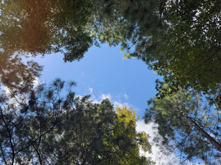 Trees surround blue sky on a sunny day in a forest clearing