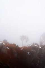 trees in the mountains among the clouds, Italy