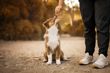 Horizontal View of Australian Shepherd Puppy Training and Receiving Treats from Owner – Bonding and Socialization © Beatriz