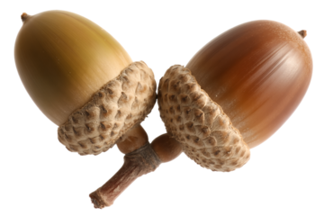 Acorns in natural brown color with detailed caps and stems in soft studio lighting for outdoor decor