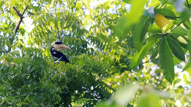 Oriental pied hornbill perching on tree branch in sunny tropical forest with green foliage