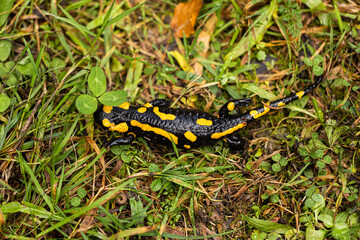 salamandra pezzata (Salamandra salamandra) mentre si sposta su un terreno erboso in un ambiente naturale di montagna nel nord Italia, di giorno, in autunno