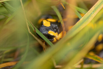 salamandra pezzata (Salamandra salamandra) mentre se ne sta ferma e nascosta tra le l'erba, su un terreno naturale di un bosco di montagna in Italia, in autunno