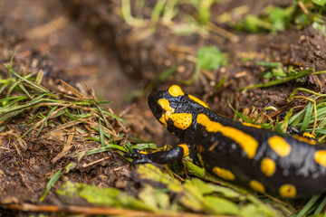 salamandra pezzata (Salamandra salamandra) mentre si sposta su un terreno in un ambiente naturale di montagna nel nord Italia, di giorno, in autunno