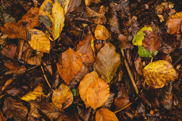 foglie dai colori autunnali e caldi, cadute e distese su un terreno naturale 