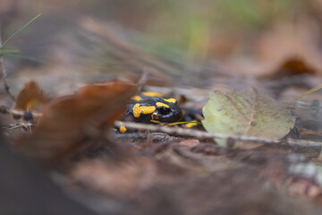 salamandra pezzata (Salamandra salamandra) mentre se ne sta ferma e nascosta tra le foglie cadute su un terreno naturale di un bosco di montagna in Italia, in autunno