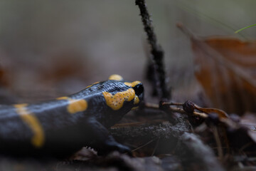 salamandra pezzata (Salamandra salamandra) ferma su un terreno naturale e dritto di un bosco di montagna, in autunno, mentre guarda lontano