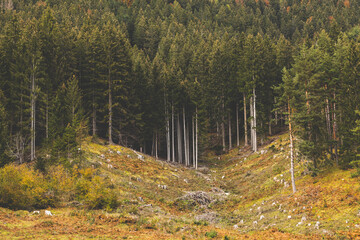 bosco di conifere su un pendio di montagna nel nord Italia, di giorno, in autunno