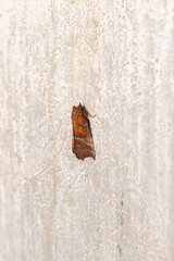 falena di color arancione ferma su un muro di cemento di color chiaro