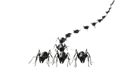ultra-macro, photorealistic shot of highly detailed, shiny black worker ants crawling in a tight line on a pure white surface with shallow focus and sharp shadows, conveying collective effort