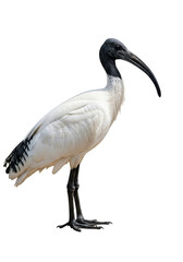 Fototapeta premium a majestic african sacred ibis with bright white plumage and a glossy black head standing in a noble profile view, isolated on a stark white high-key background, concept of ornithological study