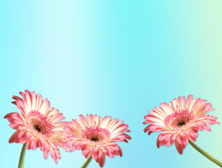 Natural pink gerbera flowers on a soft blue gradient background with a clean and modern look. Ideal for lifestyle design, branding, advertising, posters, and spring or summer concepts. Copy space.