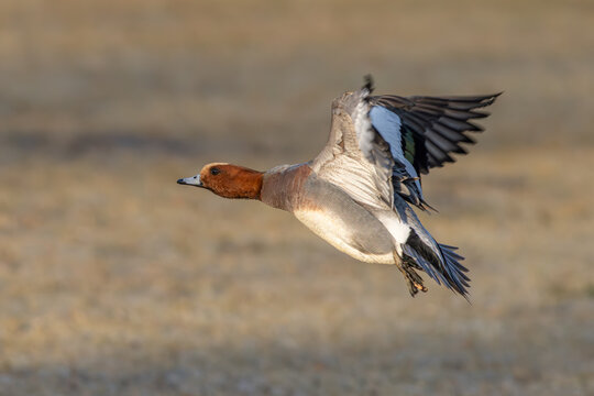 Eurasian wigeon (Mareca penelope) - Pfeifente
