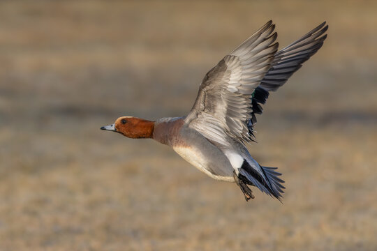 Eurasian wigeon (Mareca penelope) - Pfeifente