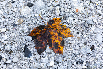 grande foglia color giallo e nero, caduta su un terreno roccioso e di colore chiaro