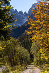 inquadratura verticale con vista su un sentiero che attraversa una grande foresta in una valle in mezzo alle montagne del nord Italia, di mattina in autunno