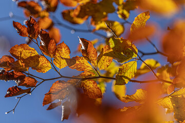 foglie dai colori autunnali sul ramo sottile di un albero in un ambiente naturale, di giorno, con cielo azzurro sullo sfondo