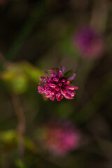 vista verticale di un piccolo fiore color magenta in primo piano, su sfondo verde scuro e sfuocato