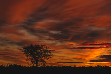 sagoma nera di terreno naturale e piccolo albero in primo piano, con bellissimo cielo nuvoloso e dai colori caldi e sfumature di arancione intenso, al tramonto sullo sfondo