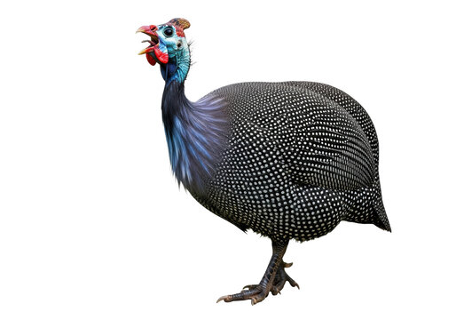 a striking helmeted guineafowl, thick-bodied with charcoal spotted plumage, standing in rigid profile against a white background. its red casque and blue-grey face are prominent as it squawks loudly,