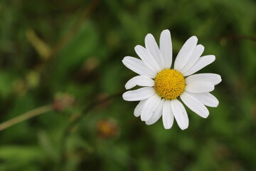 Gros plan d&rsquo;une fleur sauvage capturant la beaut&eacute; de la nature