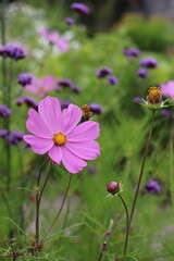 Obraz premium Gros plan d’une fleur sauvage capturant la beauté de la nature