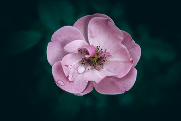 A close up of a pink garden rose with rain drops
