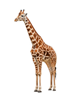 Full-length photorealistic studio portrait of a majestic reticulated giraffe, standing still on a pure white background, elegant reddish-brown geometric patches, clean wildlife study concept