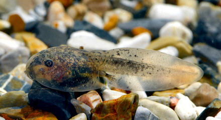 Fototapeta premium Kaulquappe einer Chinesischen Riesenunke // Tadpole of a large-webbed bell toad (Bombina maxima) - China