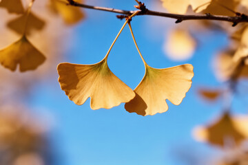 Golden ginkgo leaves against vibrant blue autumn sky