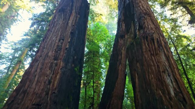 Towering ancient redwood trees reach toward the sky in a dense green forest at Henry Cowell Redwoods State Park