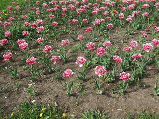 bright tulips in the garden