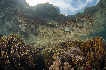 Corals grow in extremely shallow water amid the craggy limestone islands of Misool, Raja Ampat. This beautiful, tropical region harbors spectacular marine biodiversity.