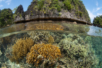 Corals grow in extremely shallow water amid the craggy limestone islands of Misool, Raja Ampat. This beautiful, tropical region harbors spectacular marine biodiversity.