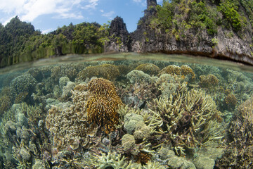Corals grow in extremely shallow water amid the craggy limestone islands of Misool, Raja Ampat. This beautiful, tropical region harbors spectacular marine biodiversity.