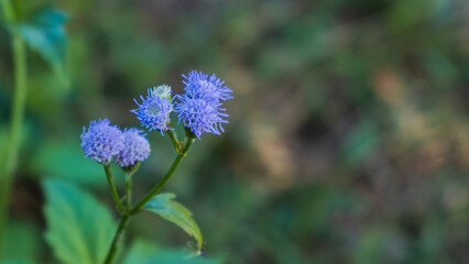 Delicate Purple Flowers Blooming in a Natural Green Setting