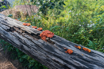 Colorful Fungi Growing on a Fallen Log in a Lush Green Forest
