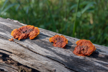 Vibrant Orange Fungi Growing on a Weathered Wooden Log in Nature
