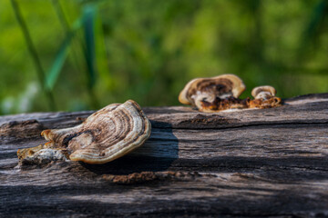 Fungus Growing on a Tree Log in Nature Setting