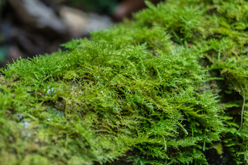 Green Moss Growth on Rock in Natural Forest Setting