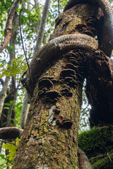 Twisted Tree Trunk with Fungi and Lush Green Jungle Background