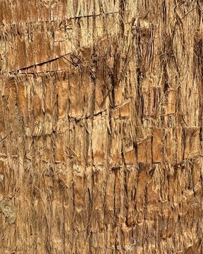 A detailed, full-frame macro shot of the trunk of a palm tree, showcasing its unique fibrous and layered bark. The texture features various shades of earthy brown and tan, with visible vertical ridges