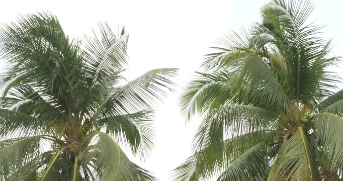 Tropical beach palm leaves coconut trees on white background, palm fronds swaying in wind nature frame border summer background.
