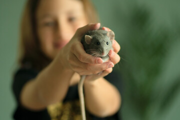 Fototapeta premium A girl carefully holding her tame pet Dumbo rat in her outstretched hands. The gray dusty rodent is sitting calmly. Blurred background with another child. Love and care for small animals.