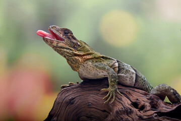 Close up of a spiny tailed iguana, Spiny-tailed iguana relaxing on a tree branch