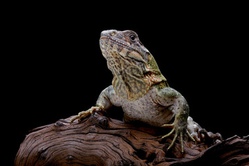 Close up of a spiny tailed iguana, Spiny-tailed iguana relaxing on a tree branch