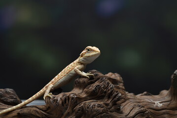 bearded dragon on a tree log