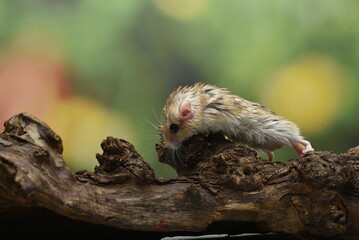 a desert rat known as gerbil ,looking for food